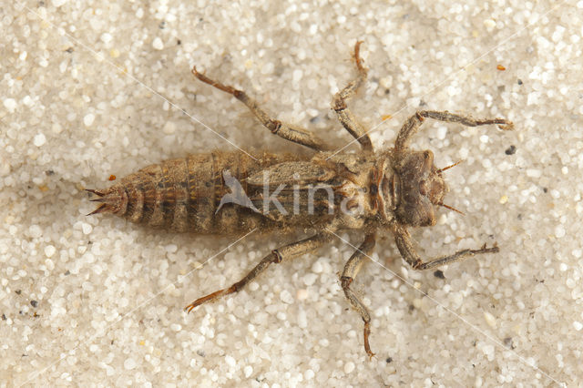 Dragonfly (Cordulegaster bidentata)