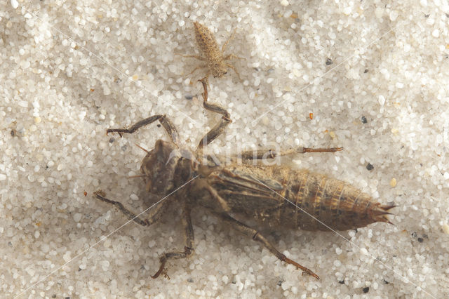 Zuidelijke bronlibel (Cordulegaster bidentata)