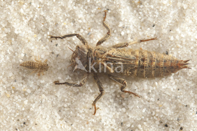 Zuidelijke bronlibel (Cordulegaster bidentata)