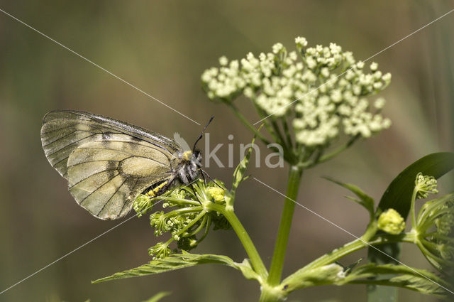 Zwarte apollovlinder (Parnassius mnemosyne)