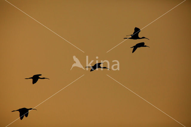 Glossy Ibis (Plegadis falcinellus)