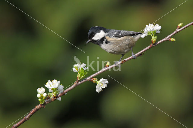 Zwarte Mees (Parus ater)