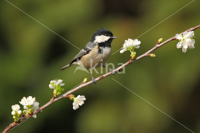 Coal Tit (Parus ater)