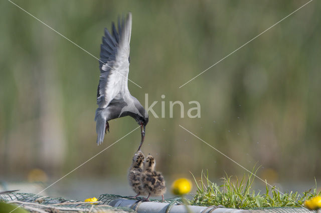 Black Tern (Chlidonias niger)