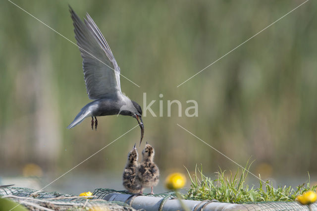 Black Tern (Chlidonias niger)