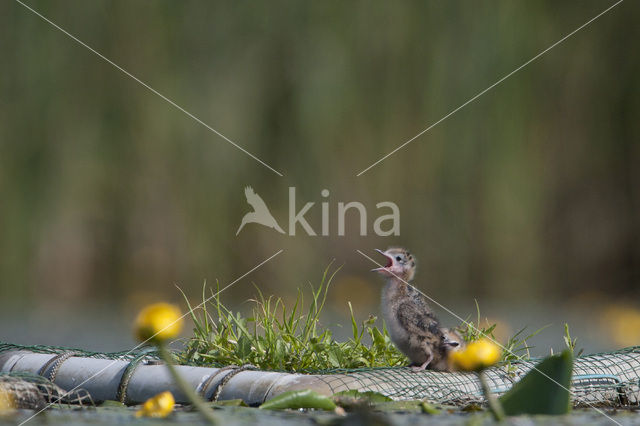 Zwarte Stern (Chlidonias niger)