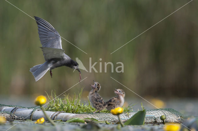 Black Tern (Chlidonias niger)