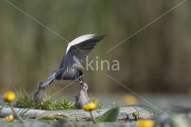 Zwarte Stern (Chlidonias niger)