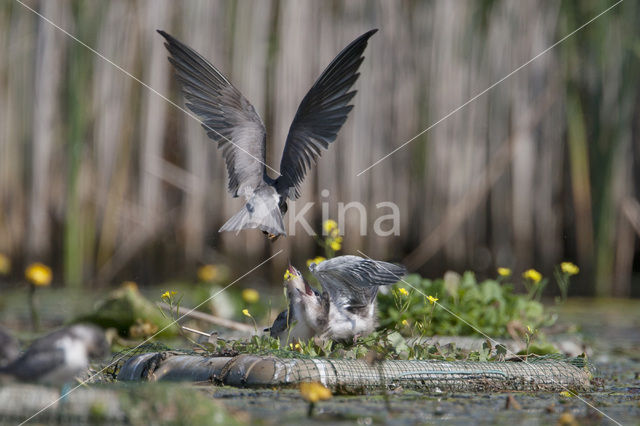 Black Tern (Chlidonias niger)