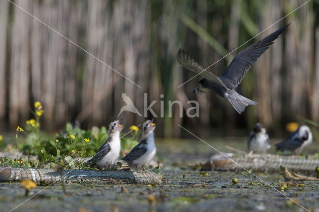 Zwarte Stern (Chlidonias niger)