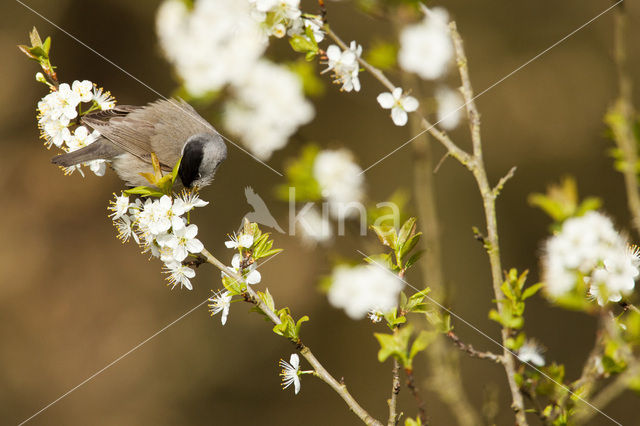 Blackcap (Sylvia atricapilla)