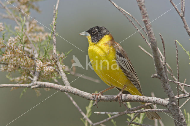 Black-headed bunting (Emberiza melanocephala)