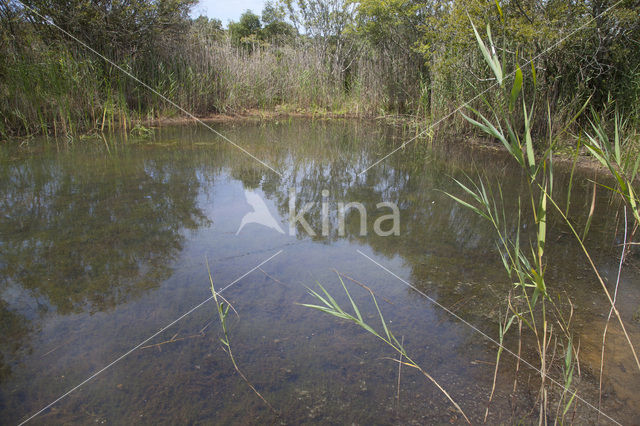 Zwervende pantserjuffer (Lestes barbarus)