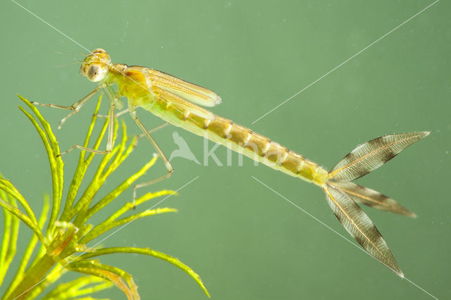 Shy Emerald Damselfly (Lestes barbarus)