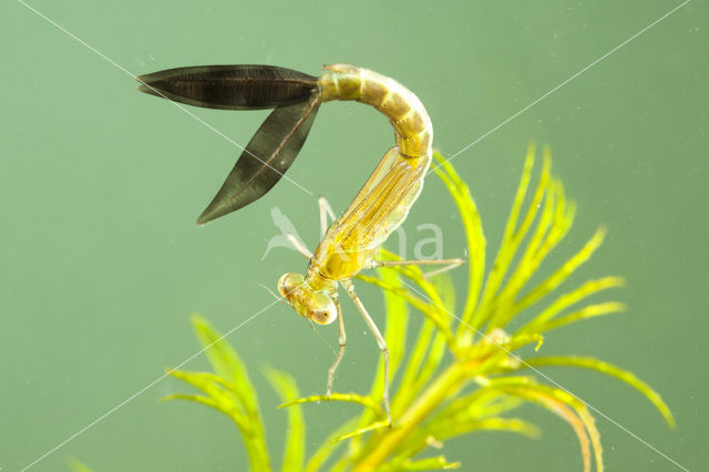 Zwervende pantserjuffer (Lestes barbarus)