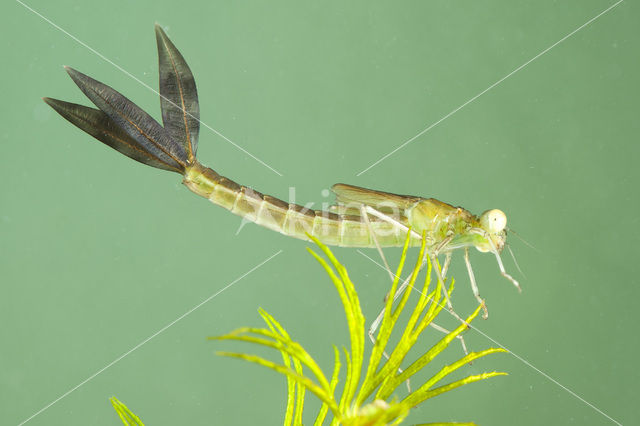 Zwervende pantserjuffer (Lestes barbarus)