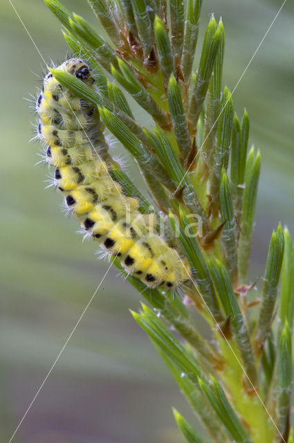 Zygaena angelicae