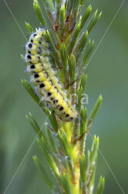 Zygaena angelicae