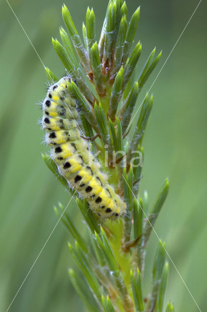 Zygaena angelicae