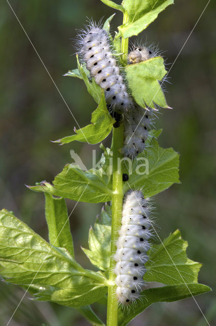 Zygaena minos