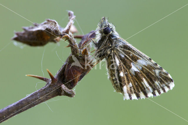 Grizzled Skipper (Pyrgus malvae)