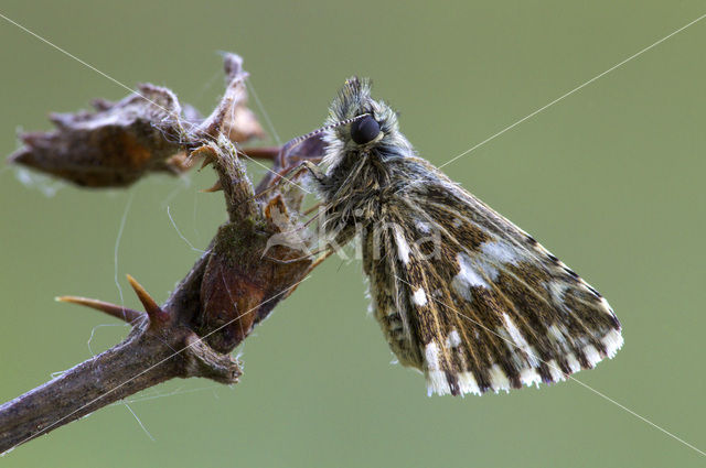 Grizzled Skipper (Pyrgus malvae)