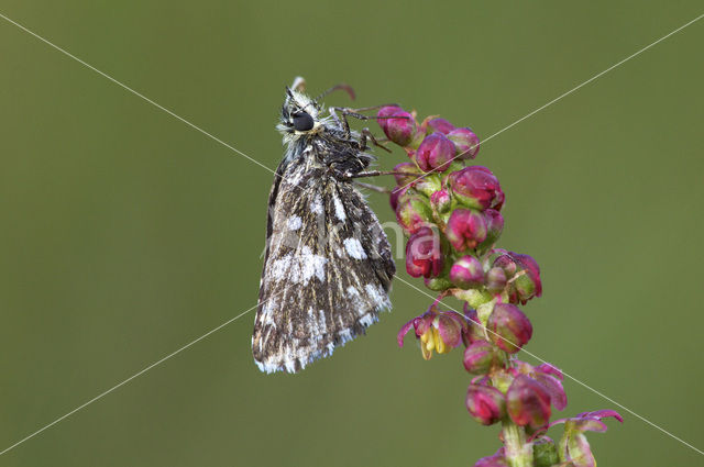 Grizzled Skipper (Pyrgus malvae)