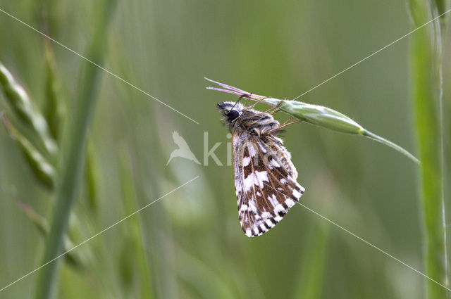 Grizzled Skipper (Pyrgus malvae)