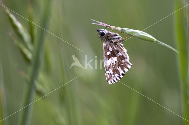 Grizzled Skipper (Pyrgus malvae)