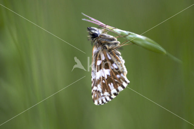 Grizzled Skipper (Pyrgus malvae)