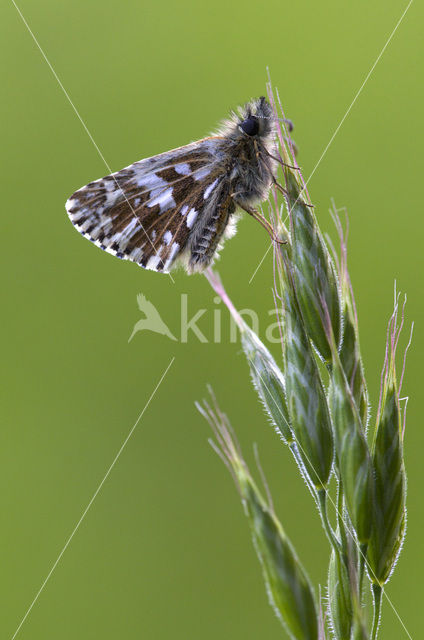 Grizzled Skipper (Pyrgus malvae)