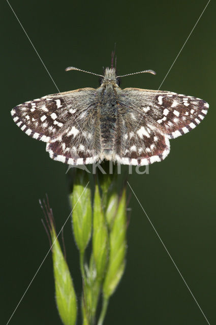 Grizzled Skipper (Pyrgus malvae)