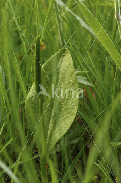 Adder’s Tongue (Ophioglossum vulgatum)