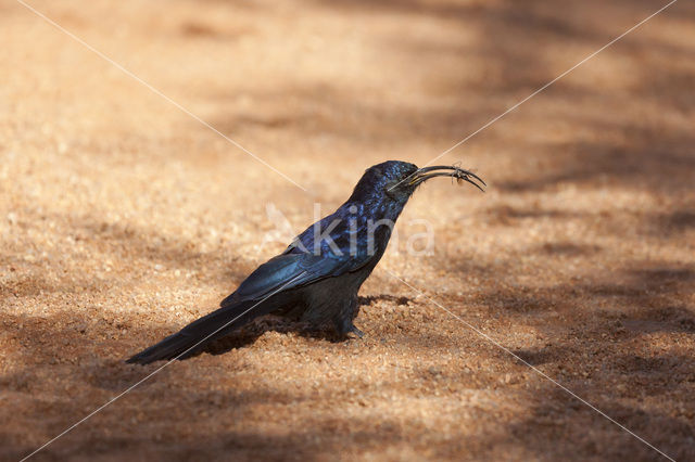 African Scimitarbill (Rhinopomastus cyanomelas schalowi)