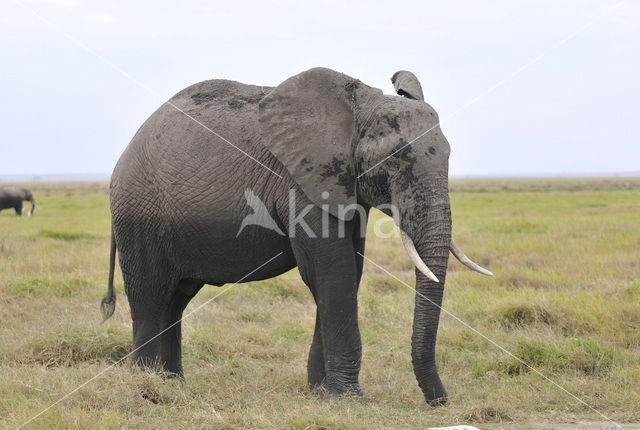 Afrikaanse olifant (Loxodonta africana)