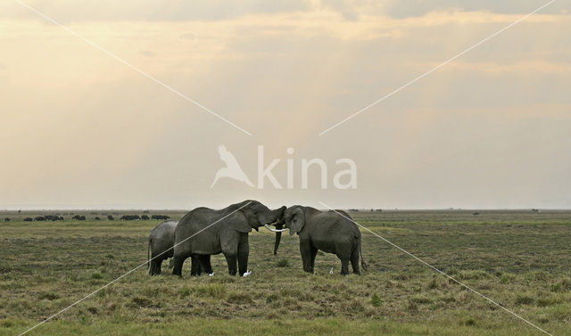 Afrikaanse olifant (Loxodonta africana)