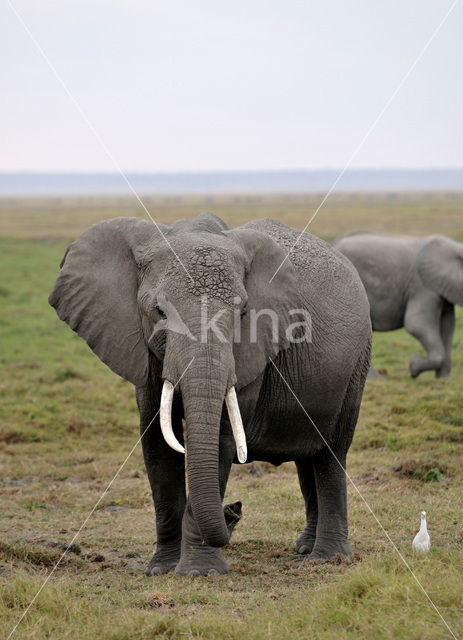 Afrikaanse olifant (Loxodonta africana)