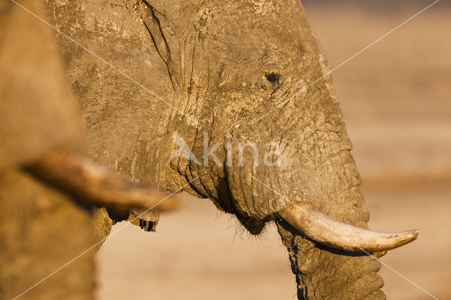 Afrikaanse olifant (Loxodonta africana)