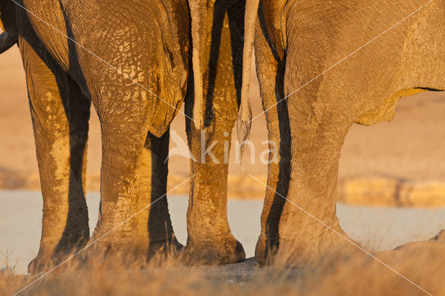 African elephant (Loxodonta africana)