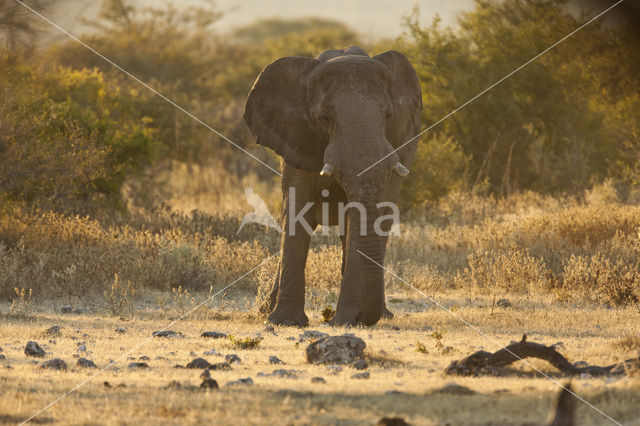 Afrikaanse olifant (Loxodonta africana)