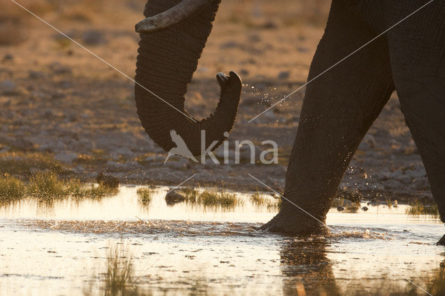 African elephant (Loxodonta africana)