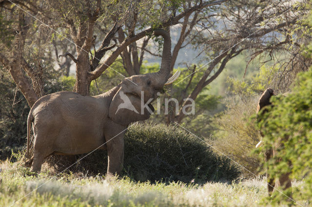 African elephant (Loxodonta africana)