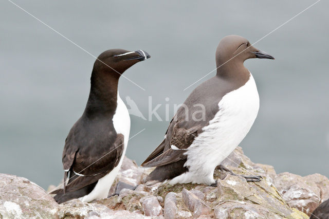 Razorbill (Alca torda)