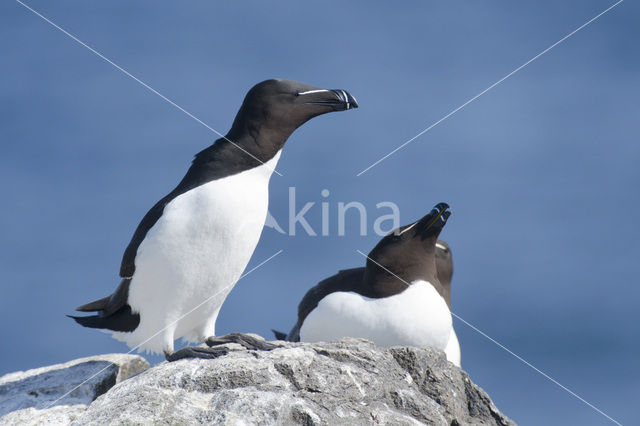 Razorbill (Alca torda)