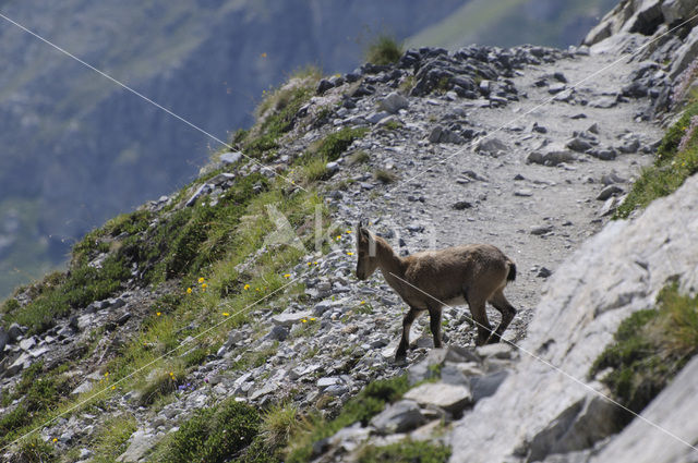 Alpen Steenbok (Capra ibex)