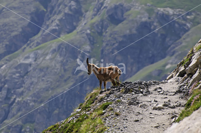 Alpen Steenbok (Capra ibex)