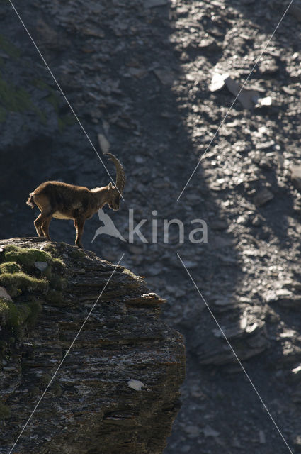 Alpen Steenbok (Capra ibex)