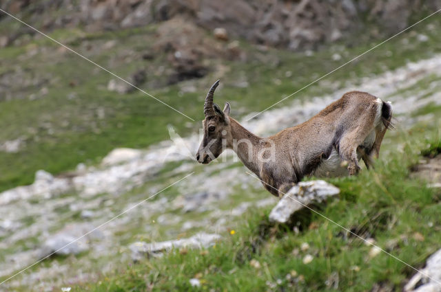 Alpen Steenbok (Capra ibex)