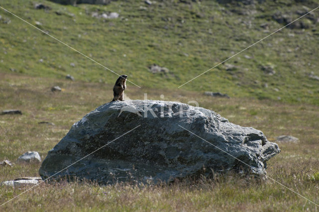 Alpine Marmot (Marmota marmota)