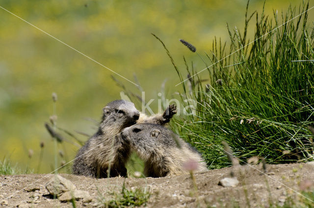 Alpine Marmot (Marmota marmota)